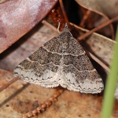 Dichromodes sp. ANIC28 at  - suppressed by LisaH
