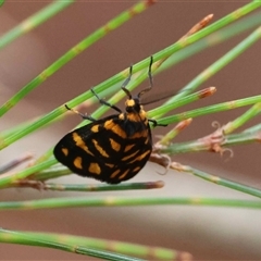 Asura lydia by LisaH