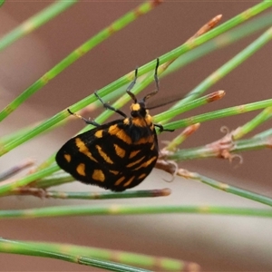 Unverified Moth (Lepidoptera) by LisaH