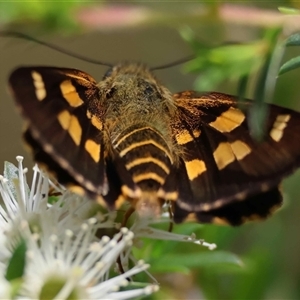 Ocybadistes walkeri (Green Grass-dart) by LisaH