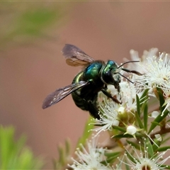 Xylocopa (Lestis) aerata by LisaH