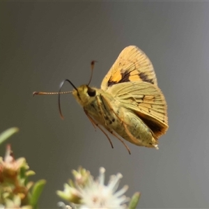 Ocybadistes walkeri (Green Grass-dart) at Moruya, NSW - 15 Nov 2025 by LisaH