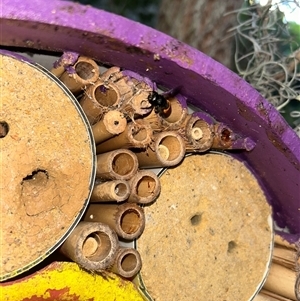 Megachile (Genus) at Annandale, NSW - 30 Nov 2025 by ApidClaire