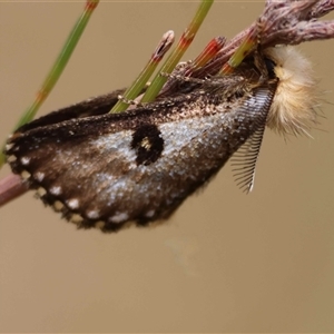 Unverified Moth (Lepidoptera) by LisaH