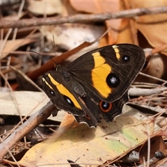 Tisiphone abeona (Varied Sword-grass Brown) by LisaH