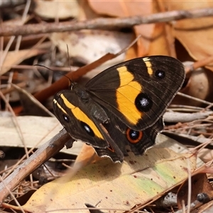 Tisiphone abeona (Varied Sword-grass Brown) by LisaH