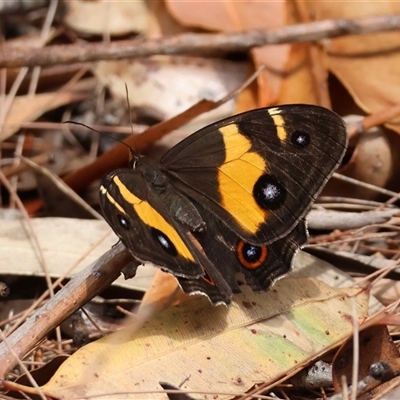 Tisiphone abeona (Varied Sword-grass Brown) at  - suppressed by LisaH