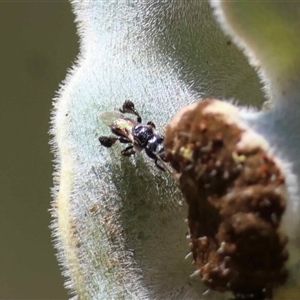 Unverified Wasp (Hymenoptera, Apocrita) by LisaH