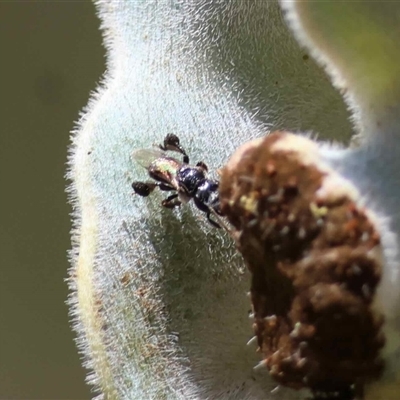 Unverified Wasp (Hymenoptera, Apocrita) at  - suppressed by LisaH