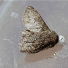 Pernattia pusilla by LisaH