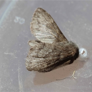 Unverified Moth (Lepidoptera) by LisaH