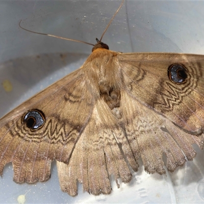 Dasypodia selenophora at  - suppressed by LisaH