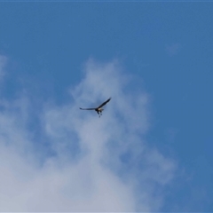 Unverified Bird of prey by LisaH