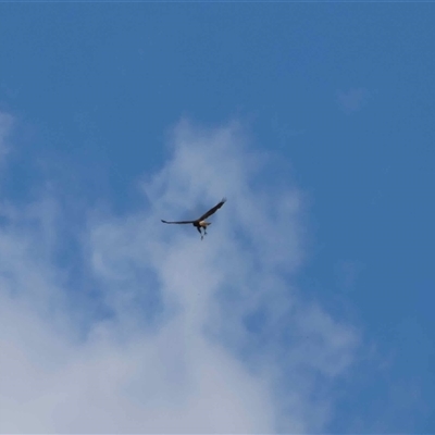 Unverified Bird of prey at  - suppressed by LisaH