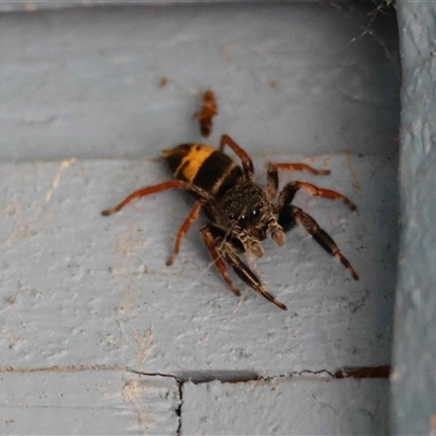 Apricia jovialis (Jovial jumping spider) at  - suppressed by LisaH