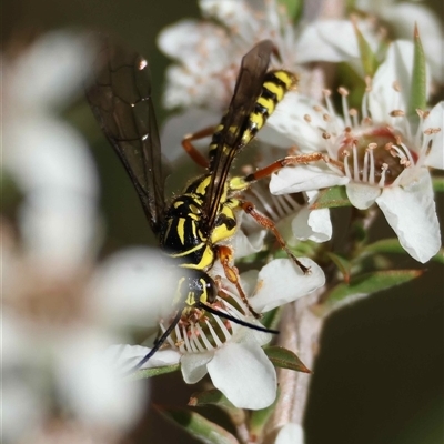Unverified Wasp (Hymenoptera, Apocrita) at  - suppressed by LisaH
