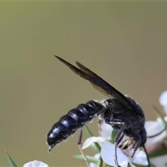 Unverified Wasp (Hymenoptera, Apocrita) by LisaH