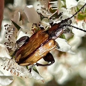 Ecnolagria grandis (Honeybrown beetle) by LisaH