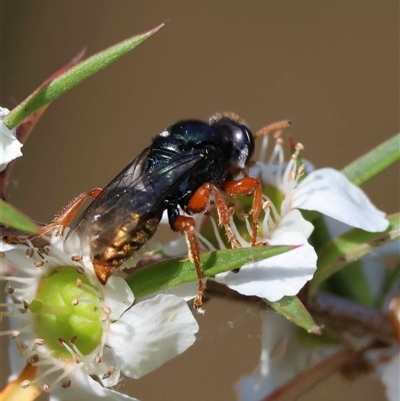 Unverified Wasp (Hymenoptera, Apocrita) at  - suppressed by LisaH