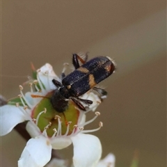 Eleale pulchra (Clerid beetle) by LisaH