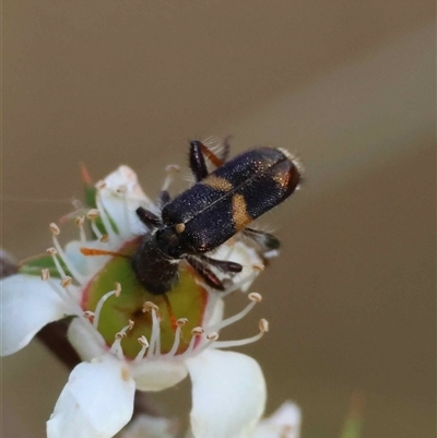 Eleale pulchra (Clerid beetle) at  - suppressed by LisaH