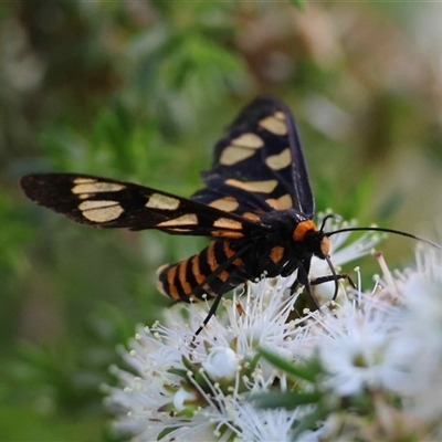Unverified Moth (Lepidoptera) at  - suppressed by LisaH