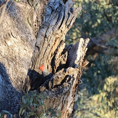 Callocephalon fimbriatum (Gang-gang Cockatoo) at  - suppressed by LisaH