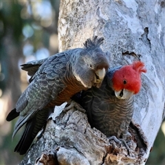 Unverified Parrot by LisaH