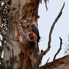 Callocephalon fimbriatum by LisaH