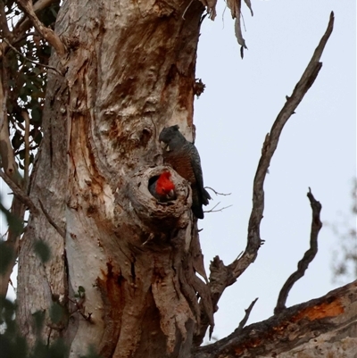 Callocephalon fimbriatum at  - suppressed by LisaH