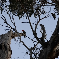 Callocephalon fimbriatum by LisaH