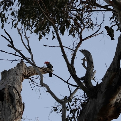 Callocephalon fimbriatum at  - suppressed by LisaH