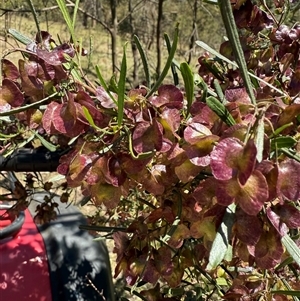 Unverified Plant by yellowboxwoodland