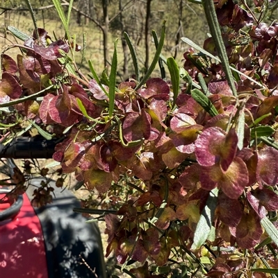 Dodonaea viscosa subsp. angustissima (Hop Bush) at  - suppressed by yellowboxwoodland