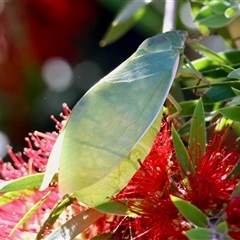 Cystosoma saundersii (Bladder Cicada) by LisaH