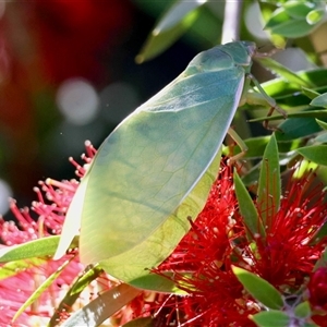 Cystosoma saundersii (Bladder Cicada) by LisaH
