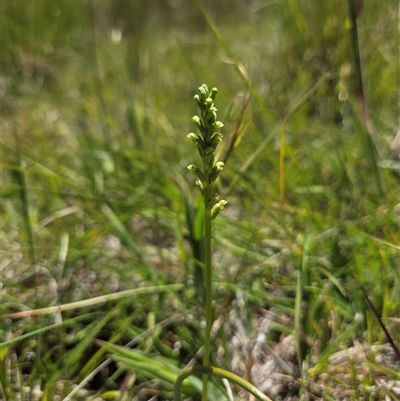 Microtis (genus) (onion orchids) at Forbes Creek, NSW - 2 Dec 2025 by Bruns