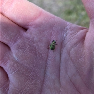 Unverified Beetle (Coleoptera) at Forbes Creek, NSW - Today by Bruns