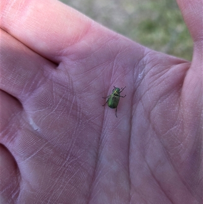 Unverified Beetle (Coleoptera) at Forbes Creek, NSW - 2 Dec 2025 by Bruns