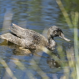 Stictonetta naevosa at Fyshwick, ACT - Today by Thurstan