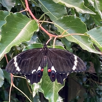 Papilio ambrax at Theodore, ACT - Today by Cardy