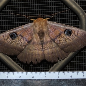 Dasypodia selenophora (Southern Old Lady Moth) at Waramanga, ACT - 20 Oct 2025 by AndyRoo