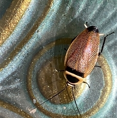 Ellipsidion australe at Theodore, ACT - Today by Cardy