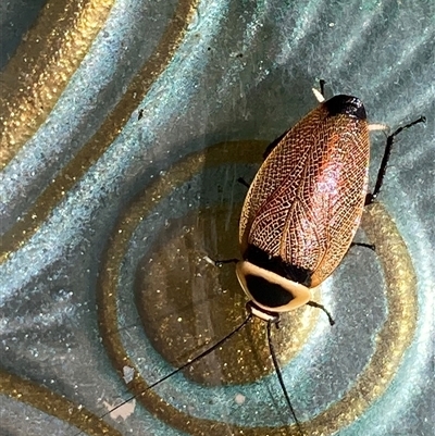 Ellipsidion australe at Theodore, ACT - Today by Cardy
