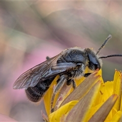 Lasioglossum (Chilalictus) sp. (genus & subgenus) (Halictid bee) at Franklin, ACT - 28 Nov 2025 by chriselidie