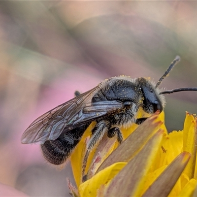 Lasioglossum (Chilalictus) sp. (genus & subgenus) (Halictid bee) at Franklin, ACT - 28 Nov 2025 by chriselidie
