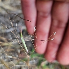 Acrida conica (Giant green slantface) at Hume, ACT - Yesterday by BethanyDunne