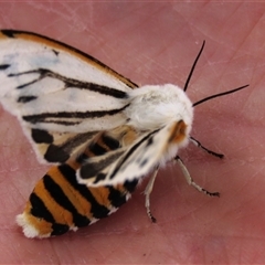 Paramsacta marginata (Donovan's Tiger Moth) at Bredbo, NSW - 30 Oct 2025 by AndyRoo