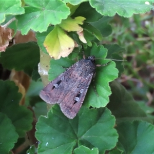 Agrotis infusa (Bogong Moth, Common Cutworm) at Waramanga, ACT - 30 Oct 2025 by AndyRoo