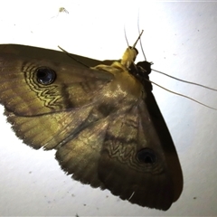 Dasypodia selenophora (Southern Old Lady Moth) at Waramanga, ACT - 16 Jan 2025 by AndyRoo